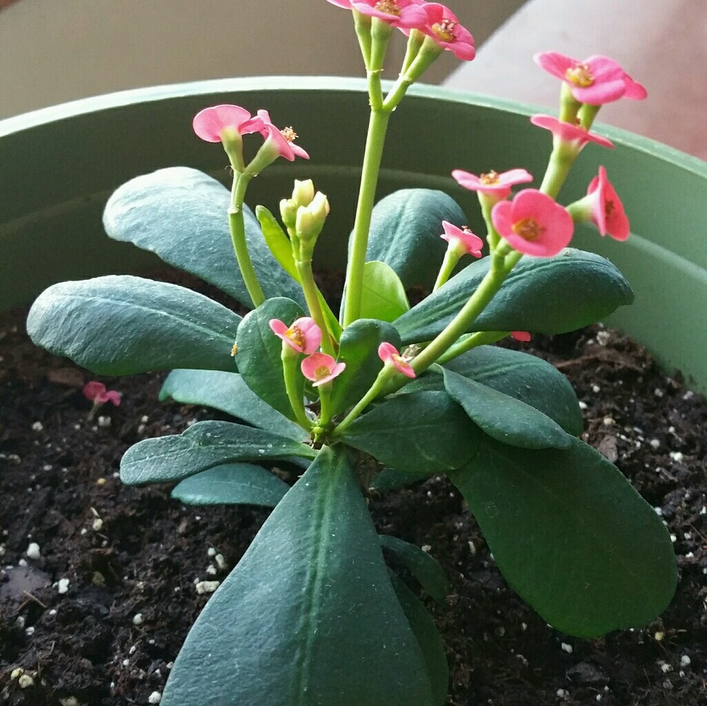 Meet your Posher, Molly